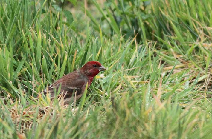 Common Rosefinch