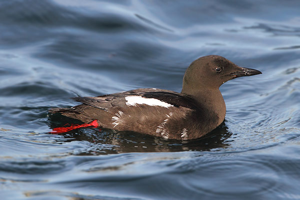 Black Guillemot
