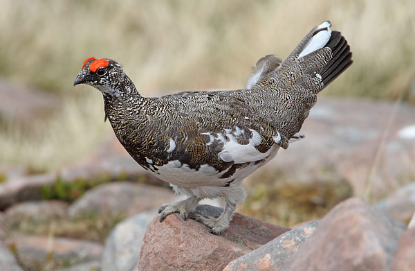 Ptarmigan