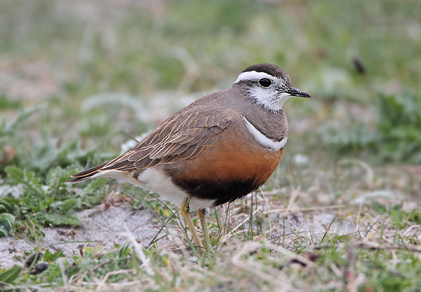Dotterel