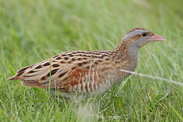 Corncrake