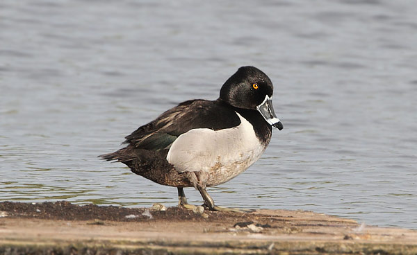 Ring-necked Duck