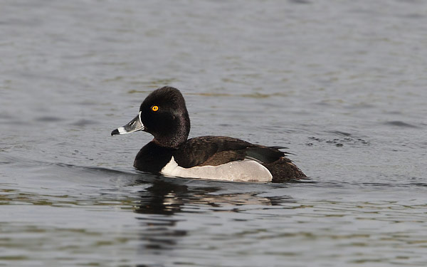 Ring-necked Duck