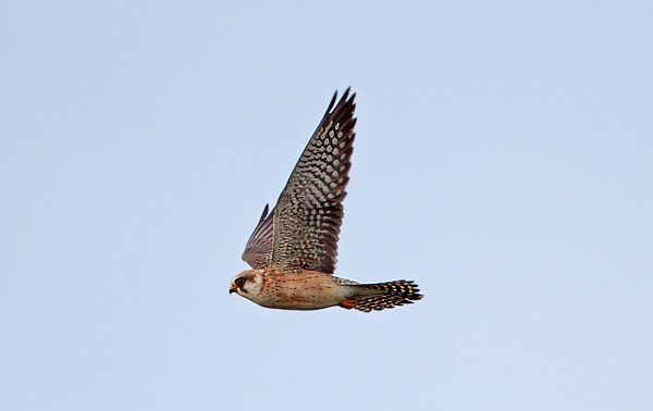 Red-footed Falcon