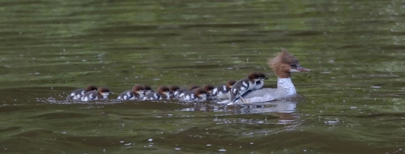 Goosander