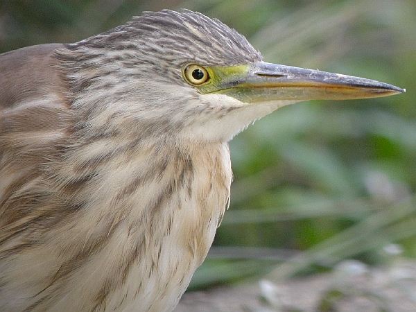 Squacco Heron