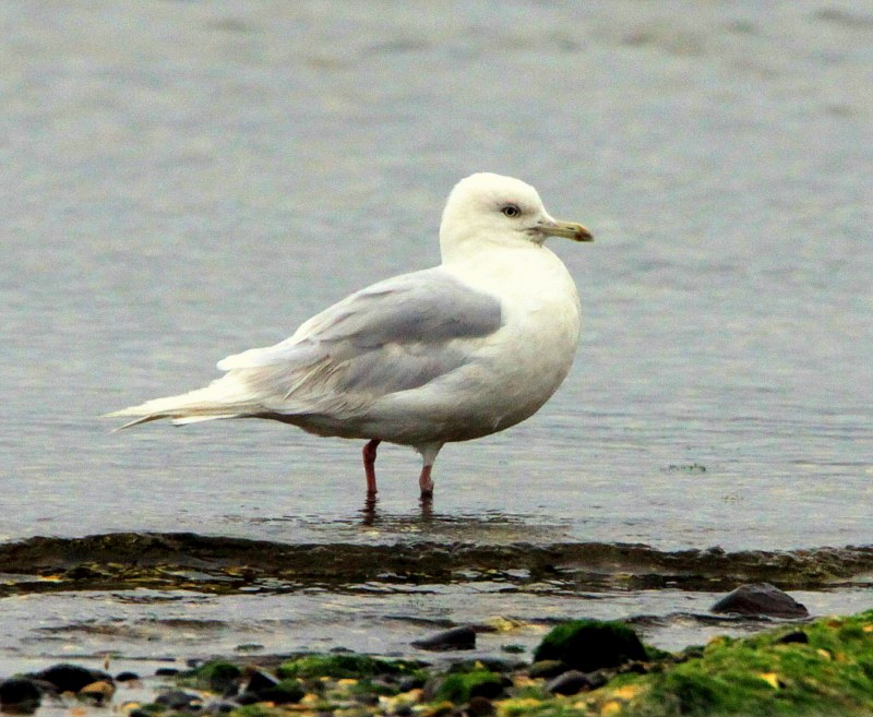 Iceland Gull