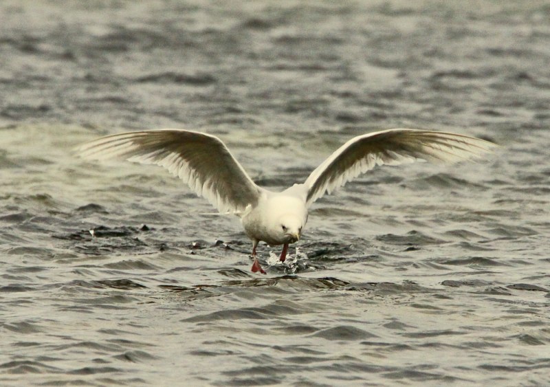 Iceland Gull