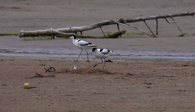 Avocet