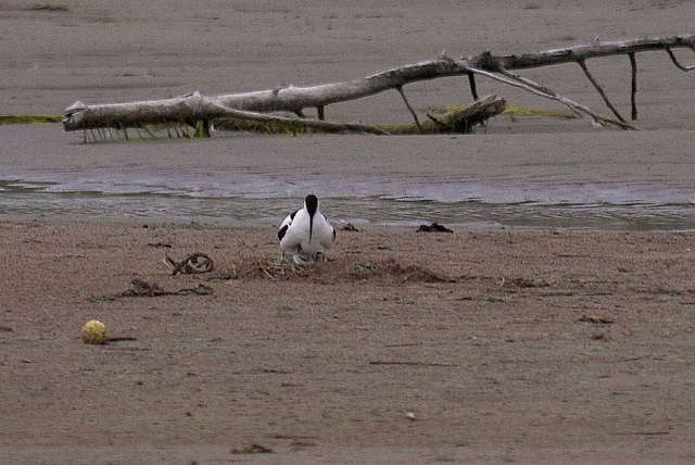 Avocet