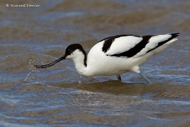 Avocet