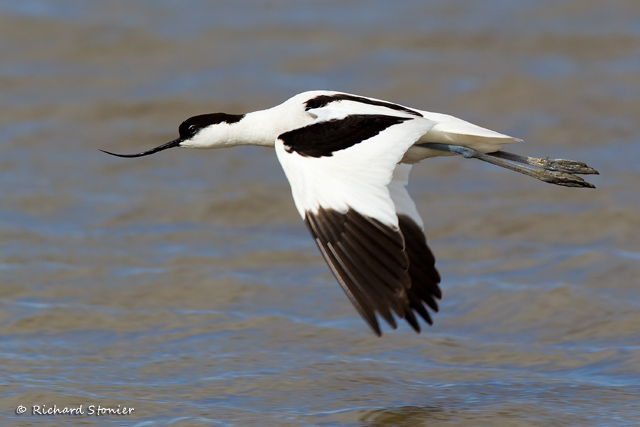 Avocet
