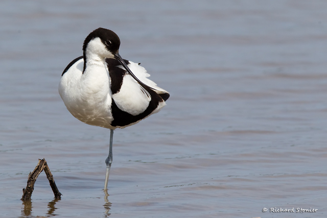 Avocet