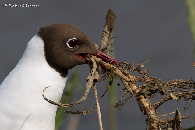 Black-headed Gull