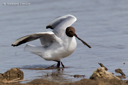 Black-headed Gull