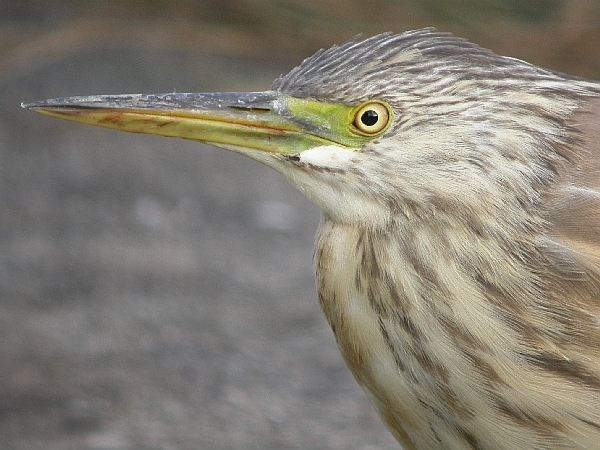 Squacco Heron