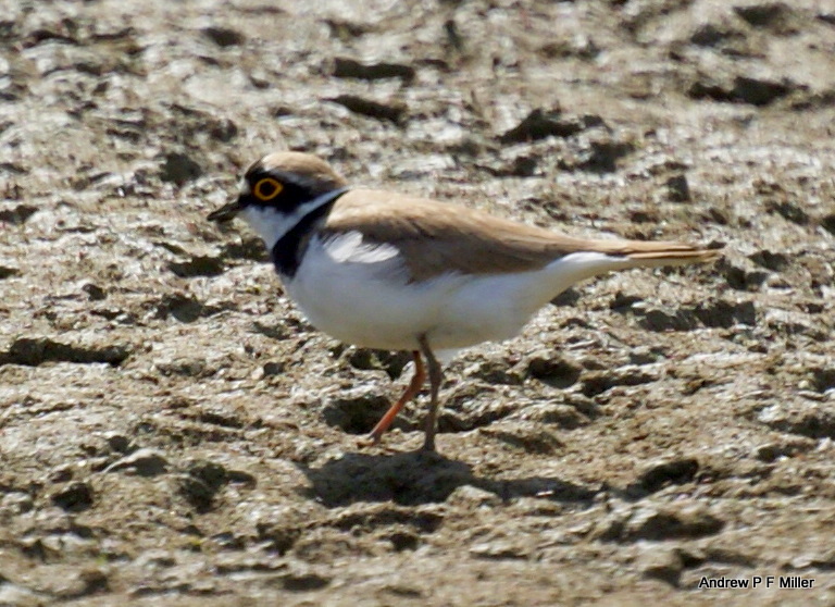 Little Ringed Plover