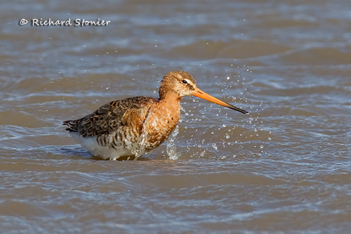 Black-tailed Godwit