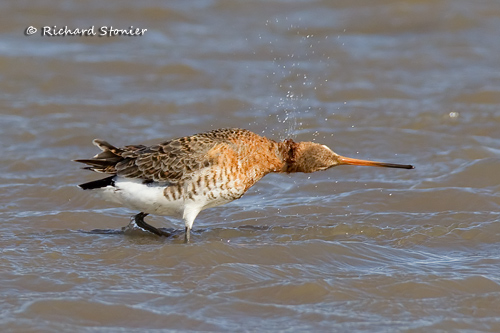Black-tailed Godwit