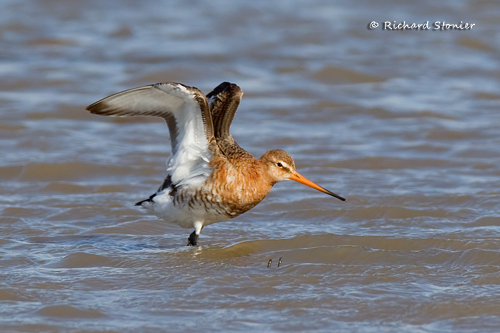Black-tailed Godwit