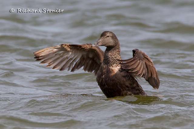Eider