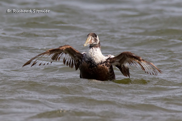 Eider