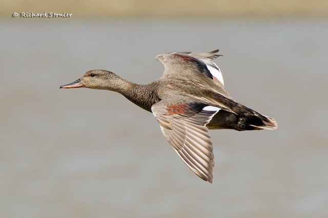 Gadwall