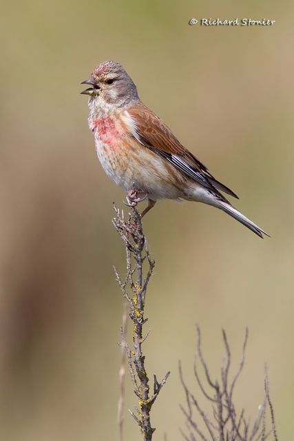 Linnet