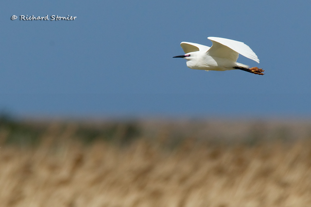 Little Egret