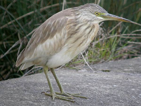 Squacco Heron