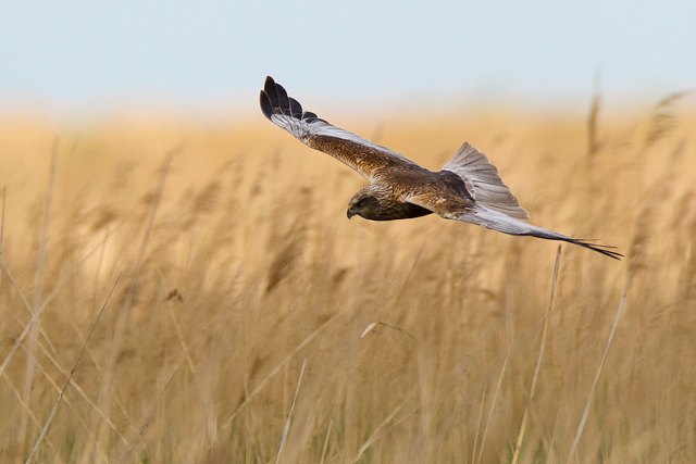 Marsh Harrier