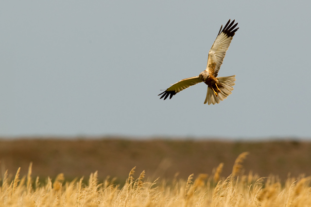 Marsh Harrier