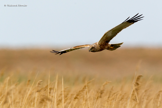 Marsh Harrier