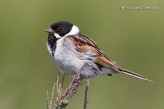 Reed Bunting