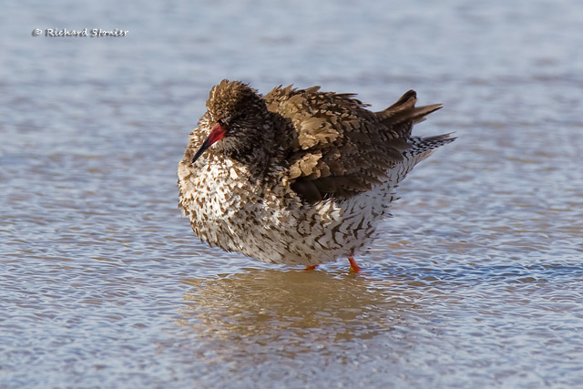 Redshank