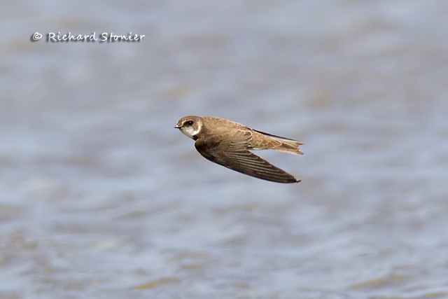 Sand Martin