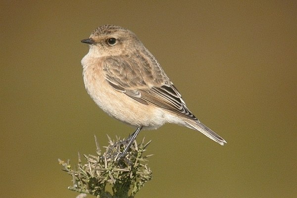 Siberian Stonechat