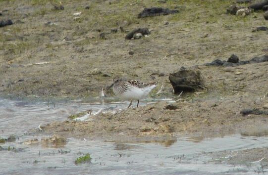 Least Sandpiper