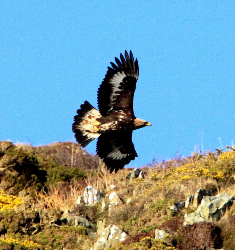 Golden Eagle