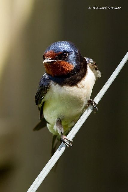 Swallow