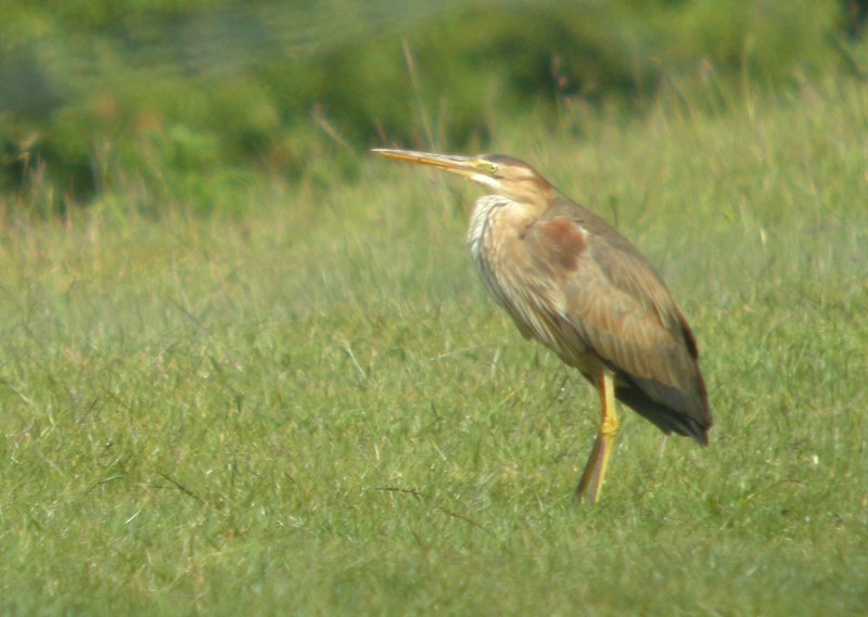 Purple Heron