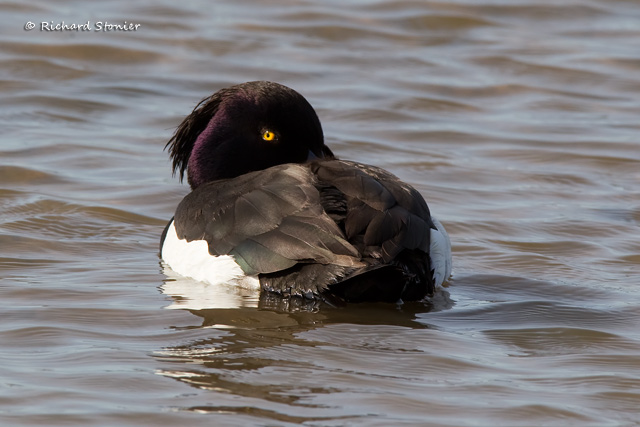 Tufted Duck