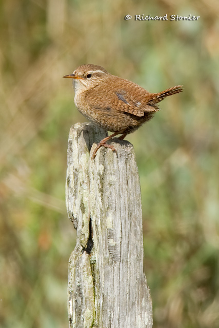 Wren