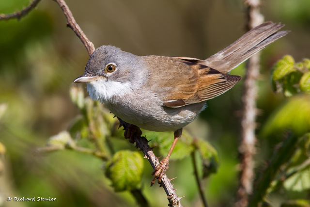 Whitethroat