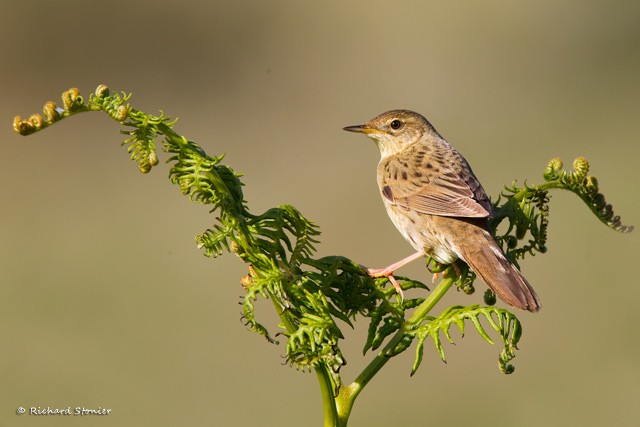 Grasshopper Warbler