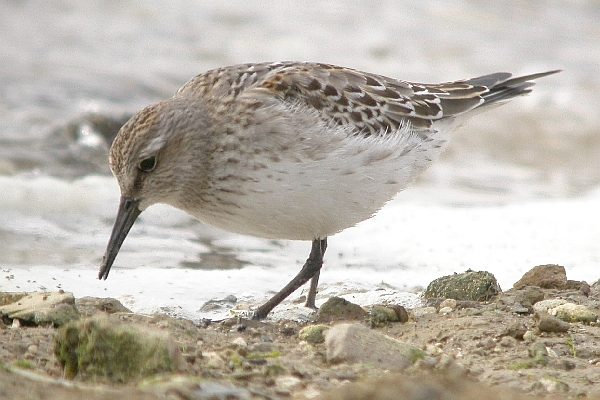 White-rumped Sandpiper
