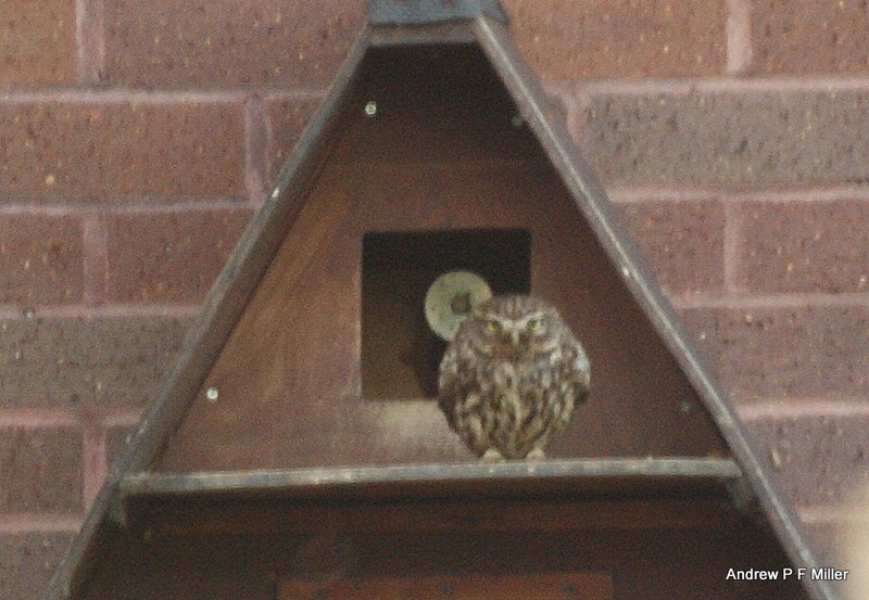 Little Owl