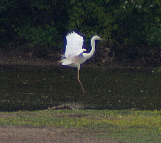 Great White Egret