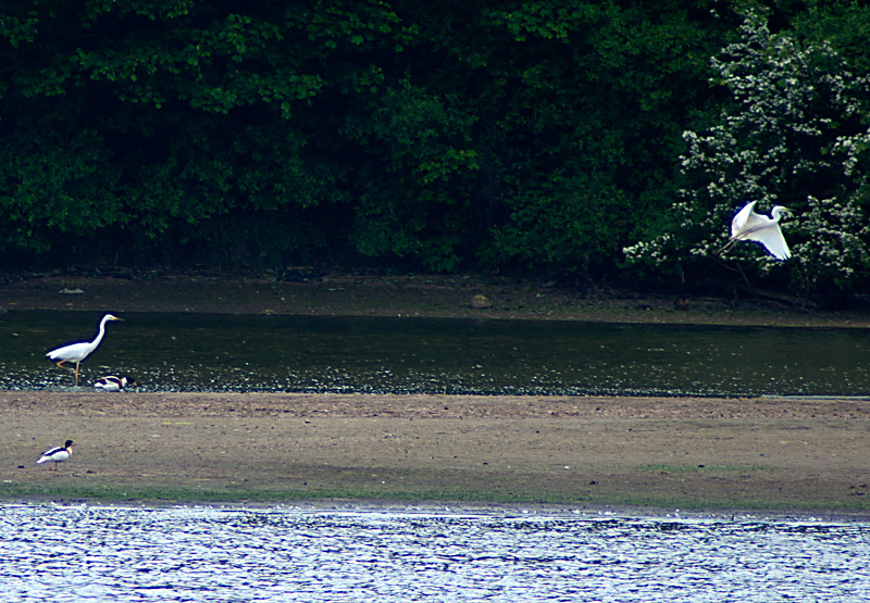 Great White Egret