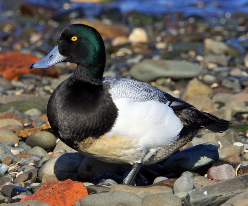 Scaup